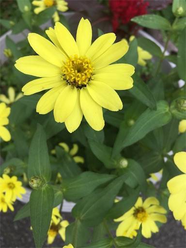 f:id:aroma-olive:20200726110829j:plain