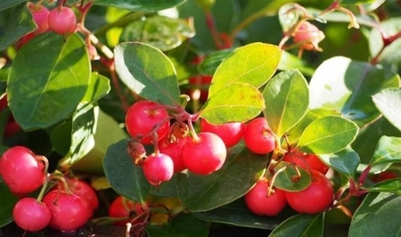 f:id:aroma-olive:20201113162639j:plain f:id:aroma-olive:20201113162639j:plain