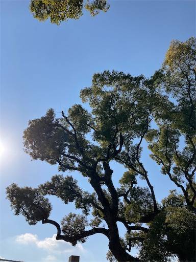 f:id:aroma-olive:20210113194834j:image f:id:aroma-olive:20210113194834j:image