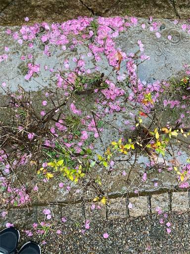 f:id:aroma-olive:20210322210013j:image f:id:aroma-olive:20210322210013j:image