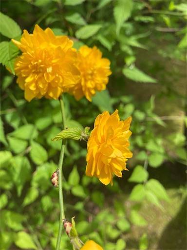 f:id:aroma-olive:20210529131903j:image f:id:aroma-olive:20210529131903j:image