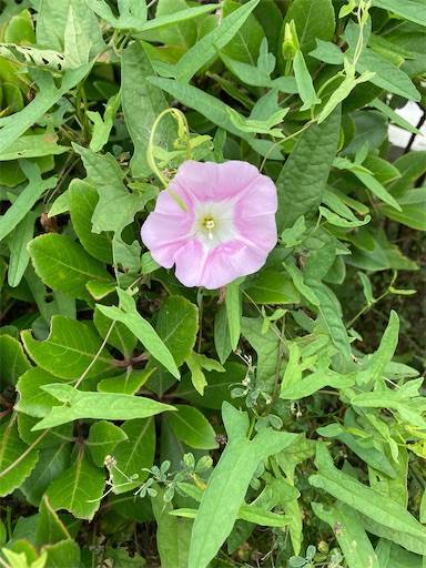 f:id:aroma-olive:20210705105205j:image f:id:aroma-olive:20210705105205j:image