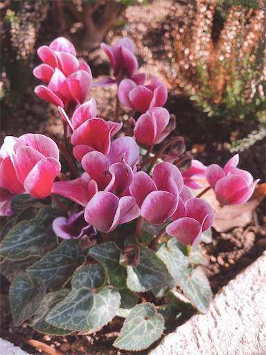 f:id:aroma-olive:20211216214144j:plain