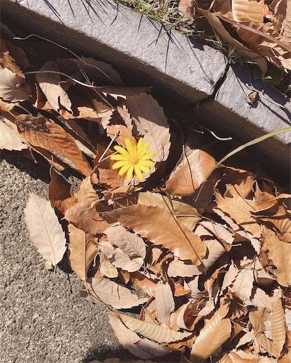 f:id:aroma-olive:20211227224410j:plain