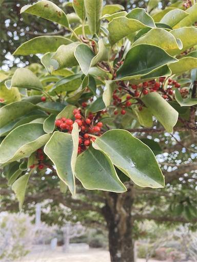 f:id:aroma-olive:20220122210445j:image