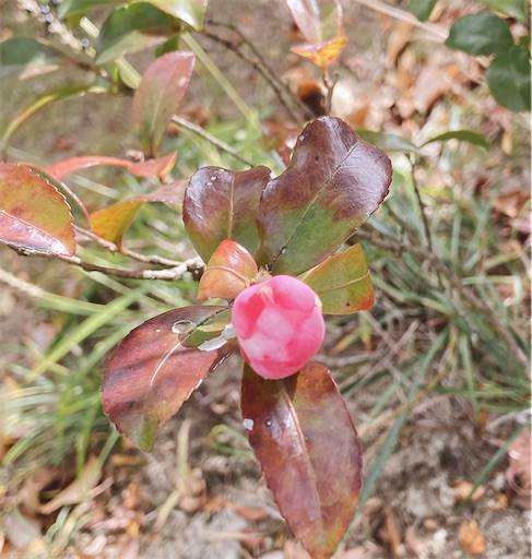 f:id:aroma-olive:20220122210646j:image