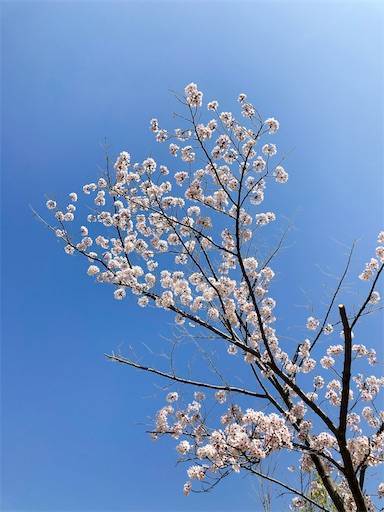 f:id:aroma-olive:20220408230727j:image