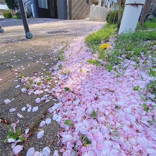 f:id:aroma-olive:20220408230801j:image