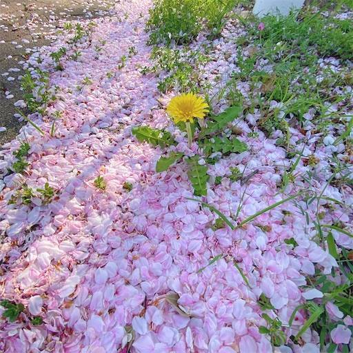 f:id:aroma-olive:20220408230843j:image
