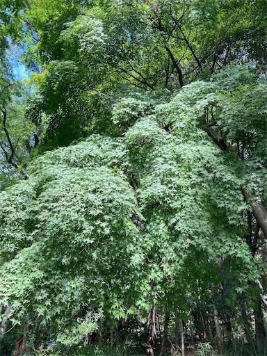 f:id:aroma-olive:20221003204943j:image