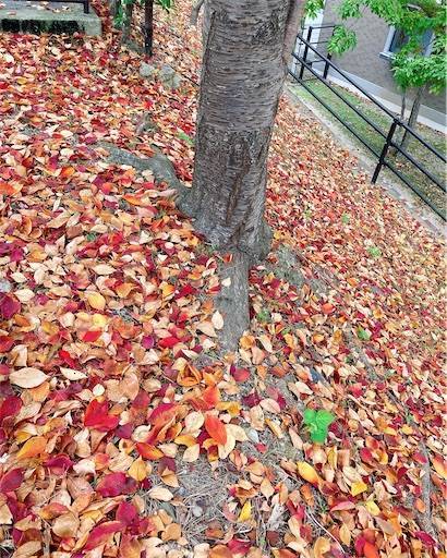 f:id:aroma-olive:20221115201146j:image f:id:aroma-olive:20221115201146j:image