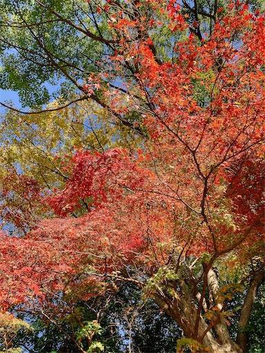 f:id:aroma-olive:20221210104915j:image