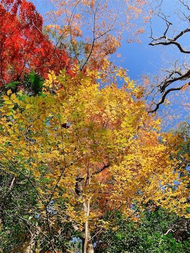 f:id:aroma-olive:20221210104951j:image