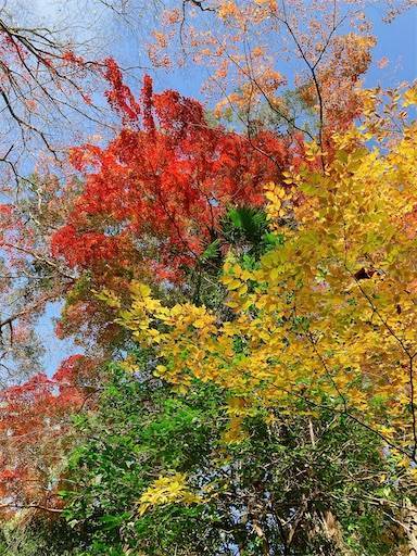 f:id:aroma-olive:20221210104956j:image