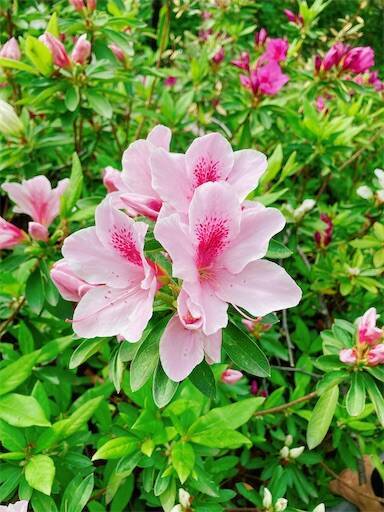 f:id:aroma-olive:20230425161137j:image