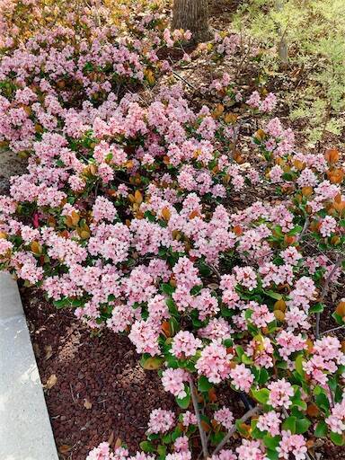 f:id:aroma-olive:20230507142358j:image f:id:aroma-olive:20230507142358j:image