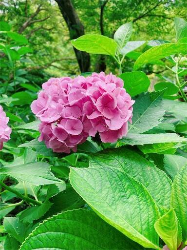 f:id:aroma-olive:20230703200116j:image f:id:aroma-olive:20230703200116j:image