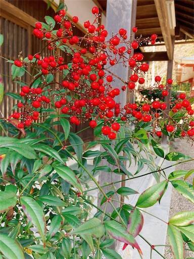 f:id:aroma-olive:20231218202521j:image