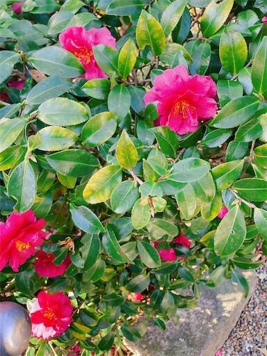 f:id:aroma-olive:20231218202850j:image