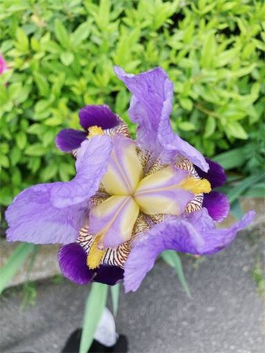 f:id:aroma-olive:20240420150442j:image