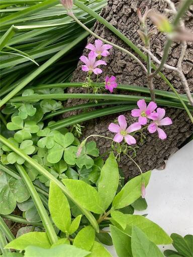 f:id:aroma-olive:20240420150520j:image