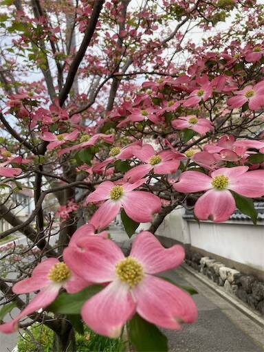 f:id:aroma-olive:20240420150544j:image