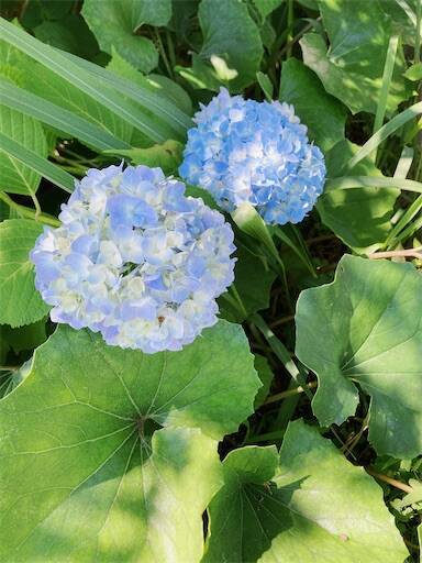 f:id:aroma-olive:20240601203222j:image f:id:aroma-olive:20240601203222j:image