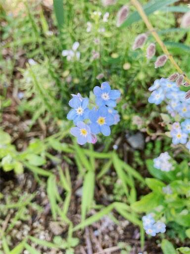 f:id:aroma-olive:20240601203237j:image f:id:aroma-olive:20240601203237j:image