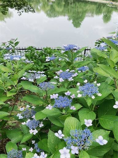 f:id:aroma-olive:20240626113842j:image