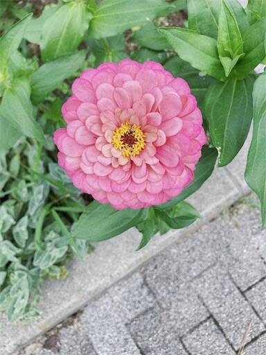 f:id:aroma-olive:20240713162502j:image