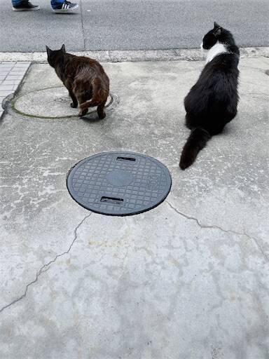 f:id:aroma-olive:20240713163350j:image