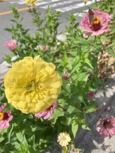 f:id:aroma-olive:20241012111219j:image