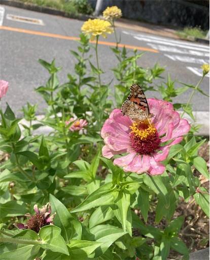 f:id:aroma-olive:20241012111222j:image