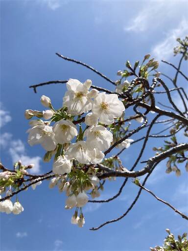 f:id:aroma-olive:20250402104011j:image