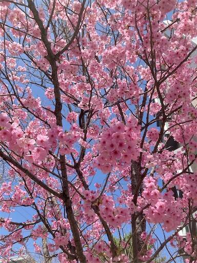 f:id:aroma-olive:20250402104014j:image