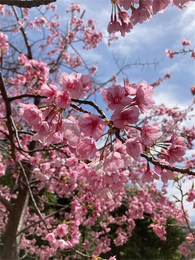 f:id:aroma-olive:20250402104021j:image