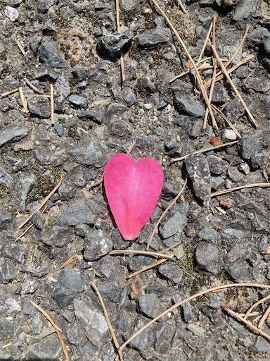 f:id:aroma-olive:20250402104025j:image