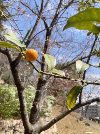 f:id:aroma-olive:20250402104056j:image