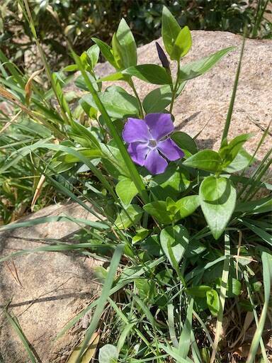 f:id:aroma-olive:20250402104115j:image