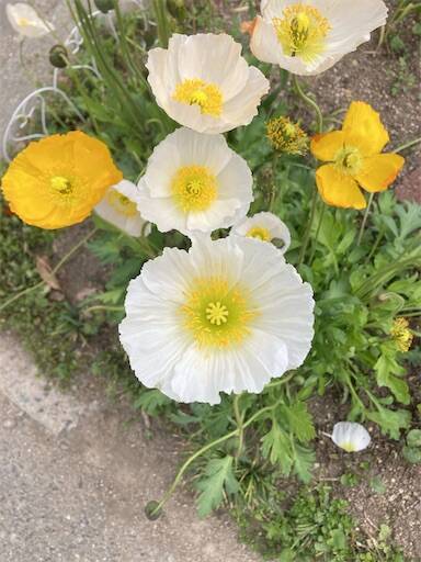 f:id:aroma-olive:20250402104130j:image