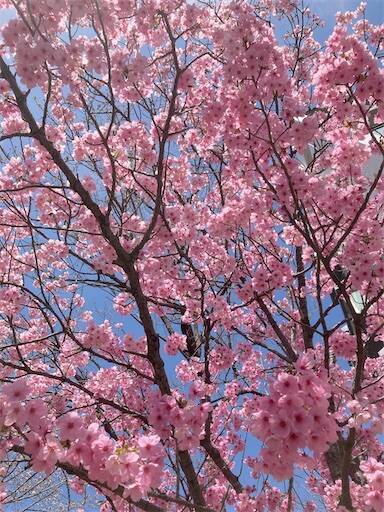 f:id:aroma-olive:20250402105336j:image