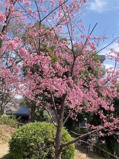 f:id:aroma-olive:20250402105353j:image