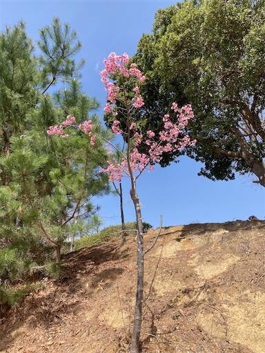 f:id:aroma-olive:20250402105429j:image