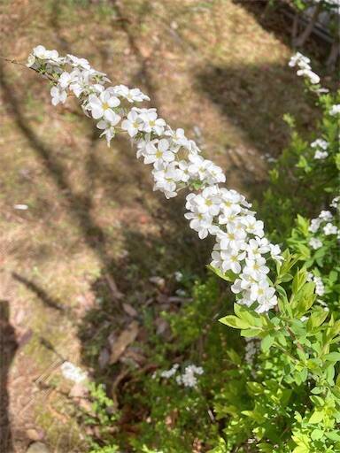 f:id:aroma-olive:20250402105451j:image