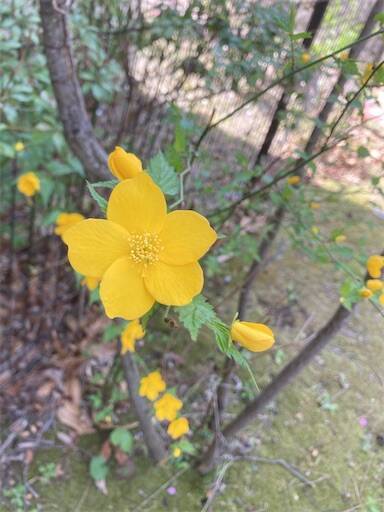 f:id:aroma-olive:20250402105934j:image