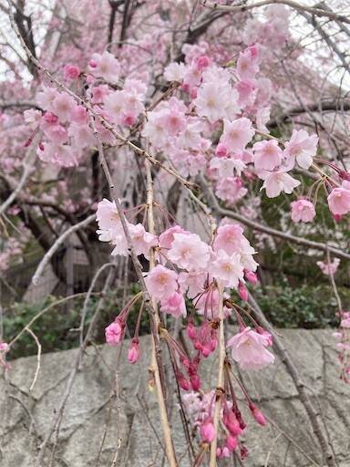 f:id:aroma-olive:20250409110343j:image