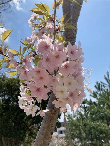 f:id:aroma-olive:20250409110514j:image