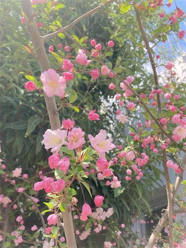 f:id:aroma-olive:20250409110531j:image