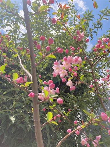 f:id:aroma-olive:20250409110538j:image