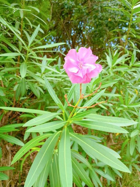 f:id:aroma-olive:20250727105527j:image